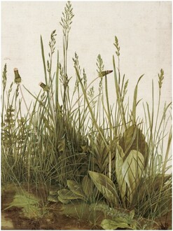 poster_duerer_great_piece_of_turf