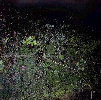 373309_willmann_salamander_edition