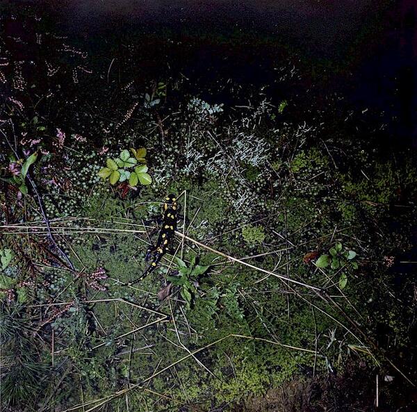 373309_willmann_salamander_edition